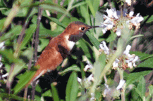 Rufous Hummningbird