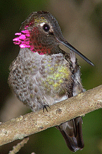 Anna's Hummingbird (Male) - Calypte anna